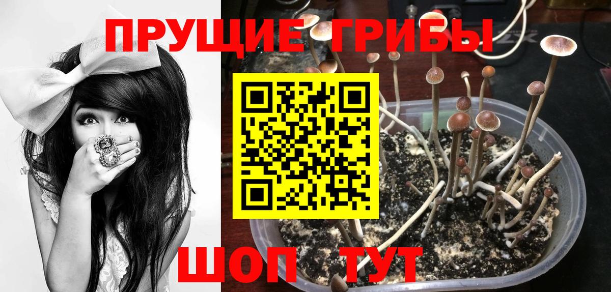 Усть-Джегута  Псилоцибиновые грибы Psilocybine cubensis  Вход с VPN 