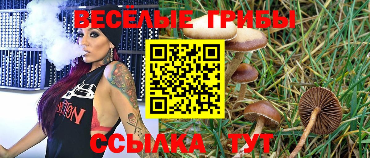 Псилоцибиновые грибы Cubensis Усть-Джегута